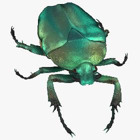 Green Scarab Beetle Walking 02(1) 3D model